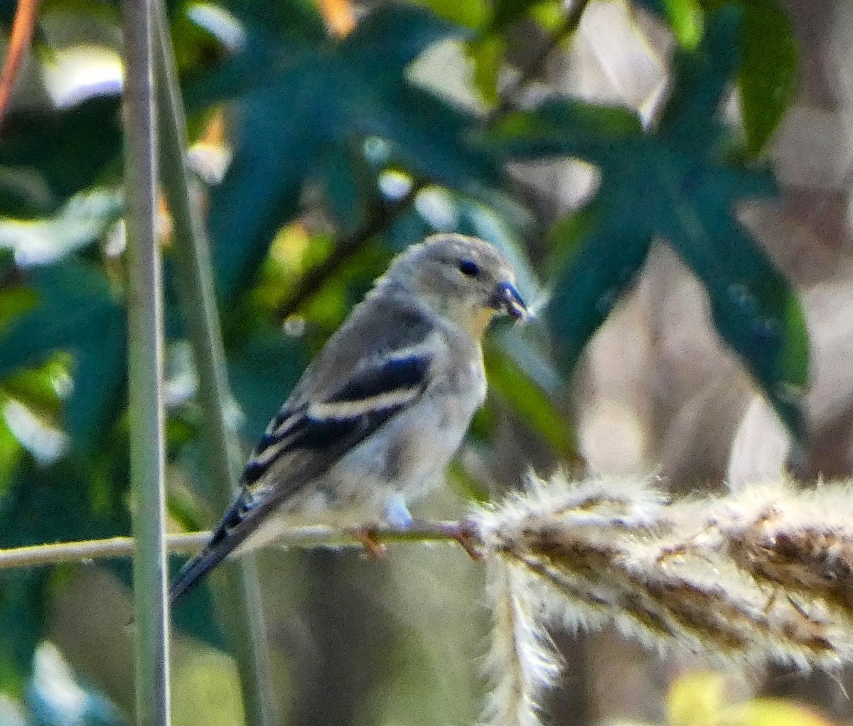 American Goldfinch - ML643562444