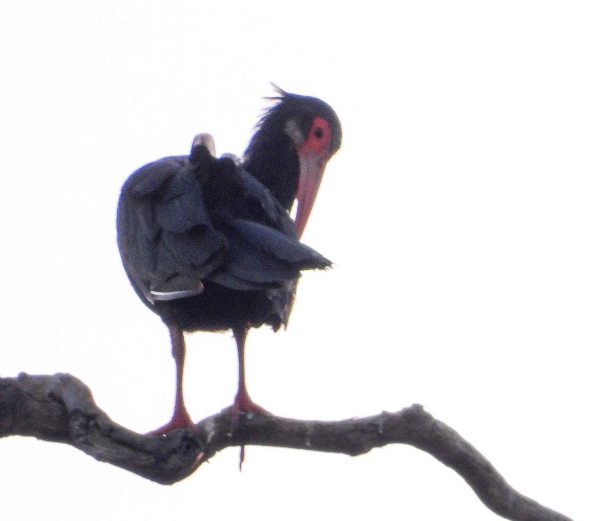 Sharp-tailed Ibis - ML643562453