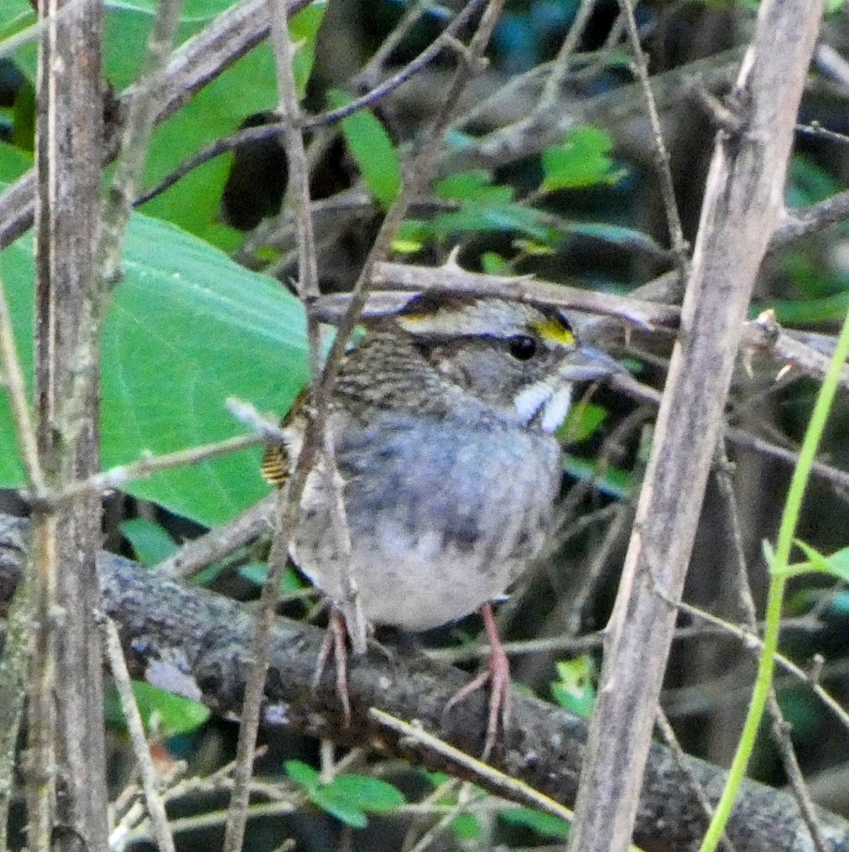 White-throated Sparrow - ML643562454