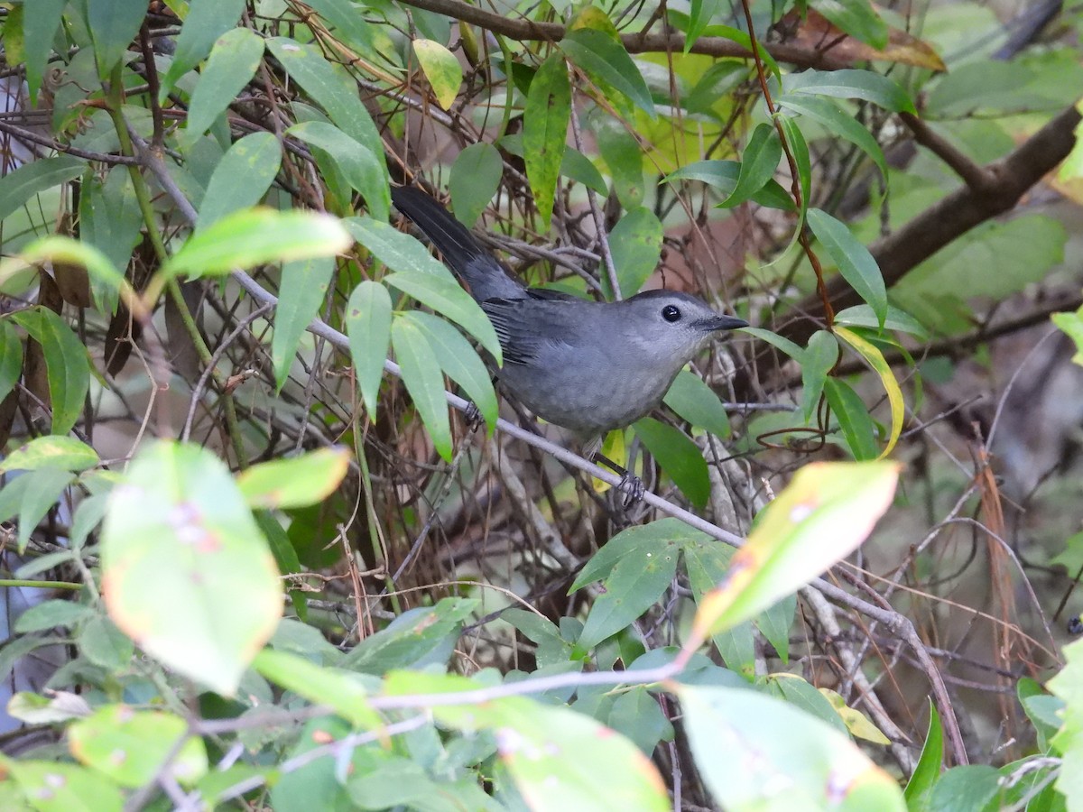 Gray Catbird - ML643562460
