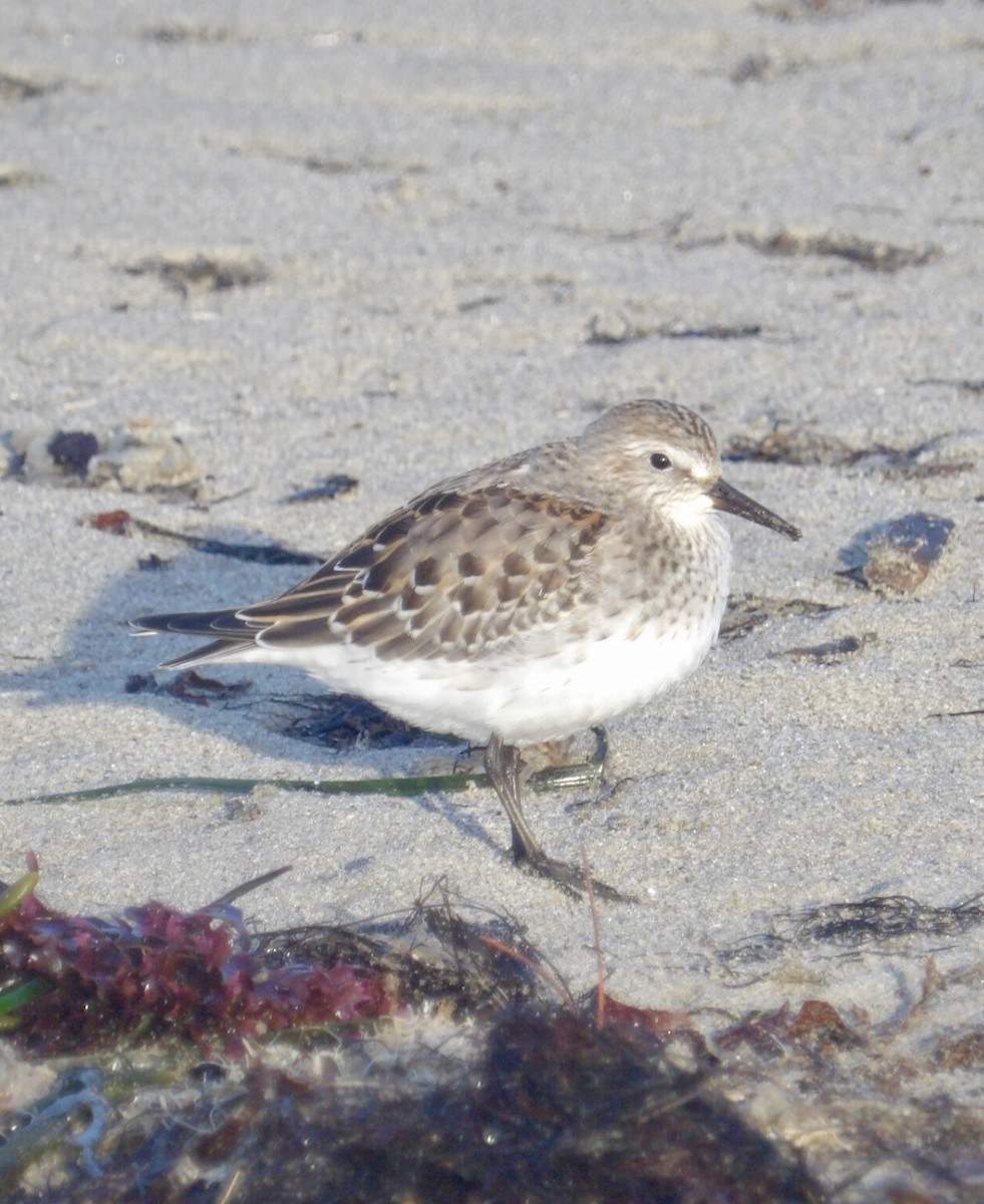 White-rumped Sandpiper - ML643562467
