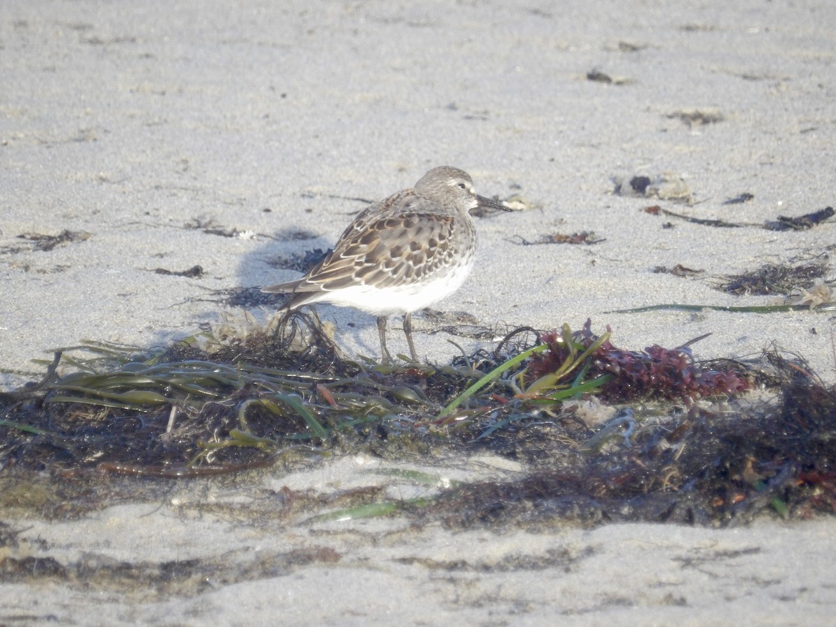 White-rumped Sandpiper - ML643562468