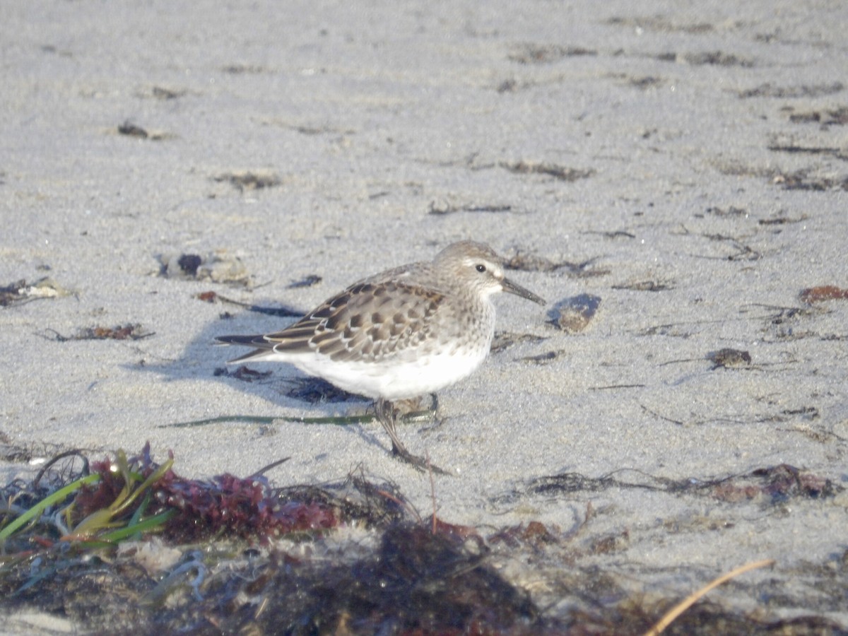 White-rumped Sandpiper - ML643562469