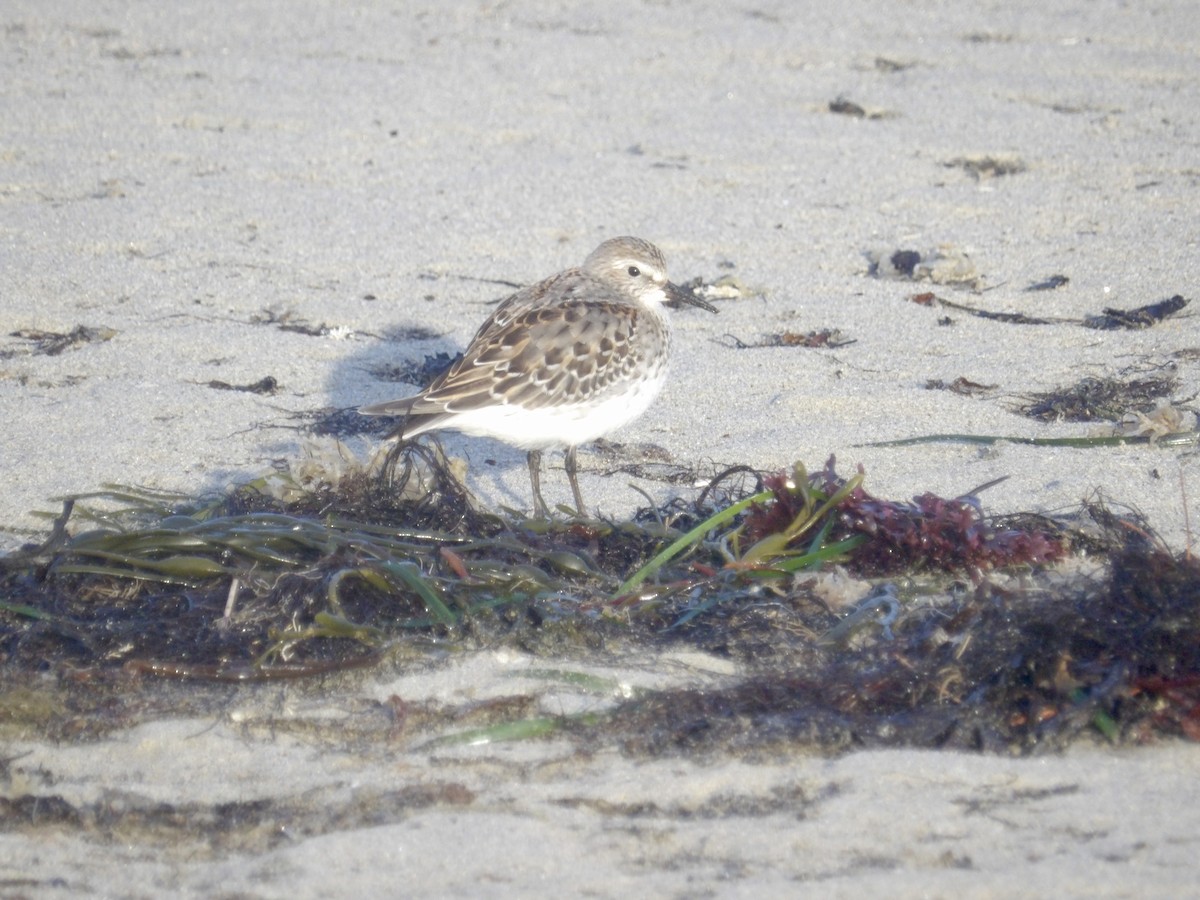 White-rumped Sandpiper - ML643562471