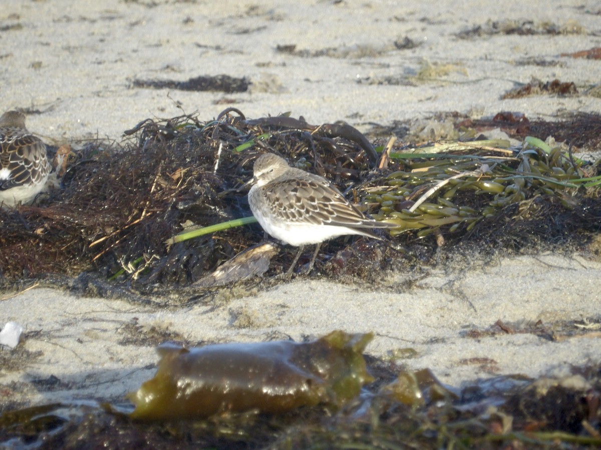White-rumped Sandpiper - ML643562472