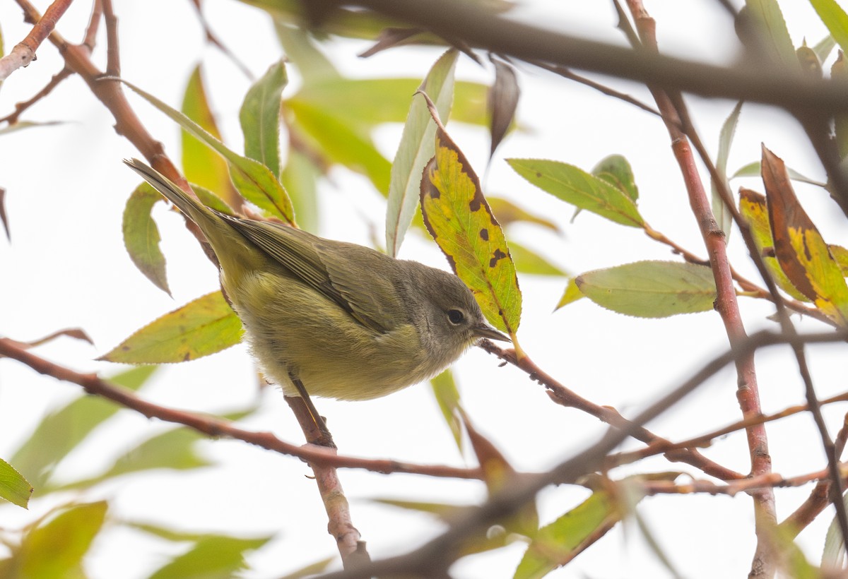 Orange-crowned Warbler - ML643562522