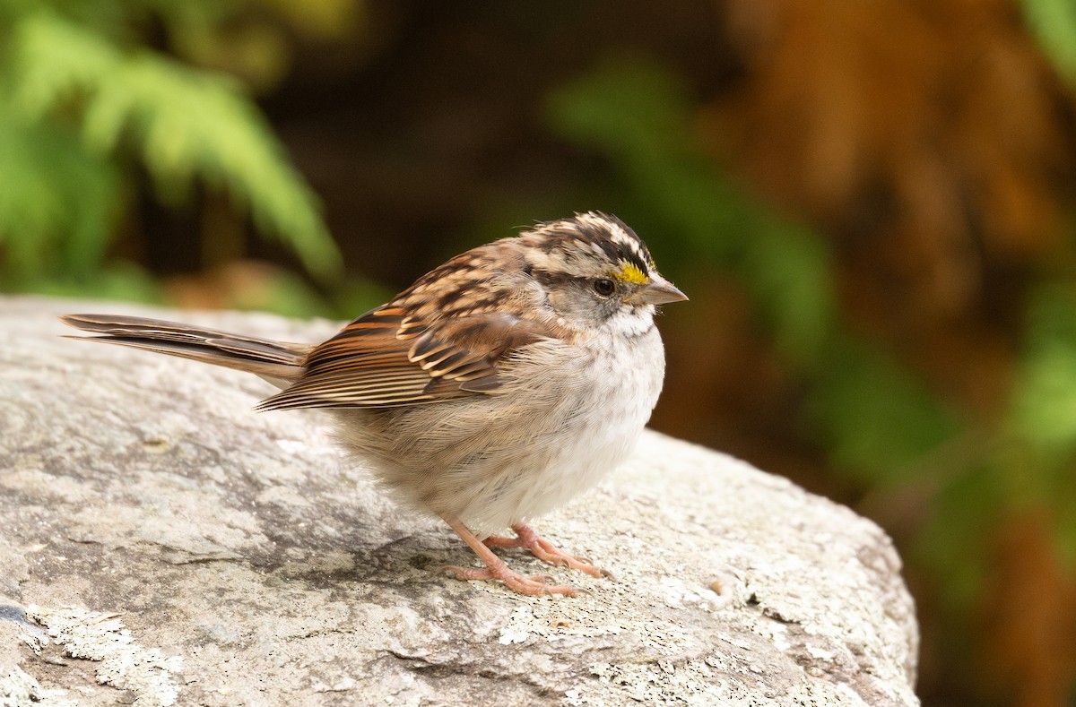 White-throated Sparrow - ML643562523