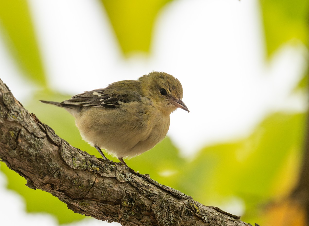 Bay-breasted Warbler - ML643562525