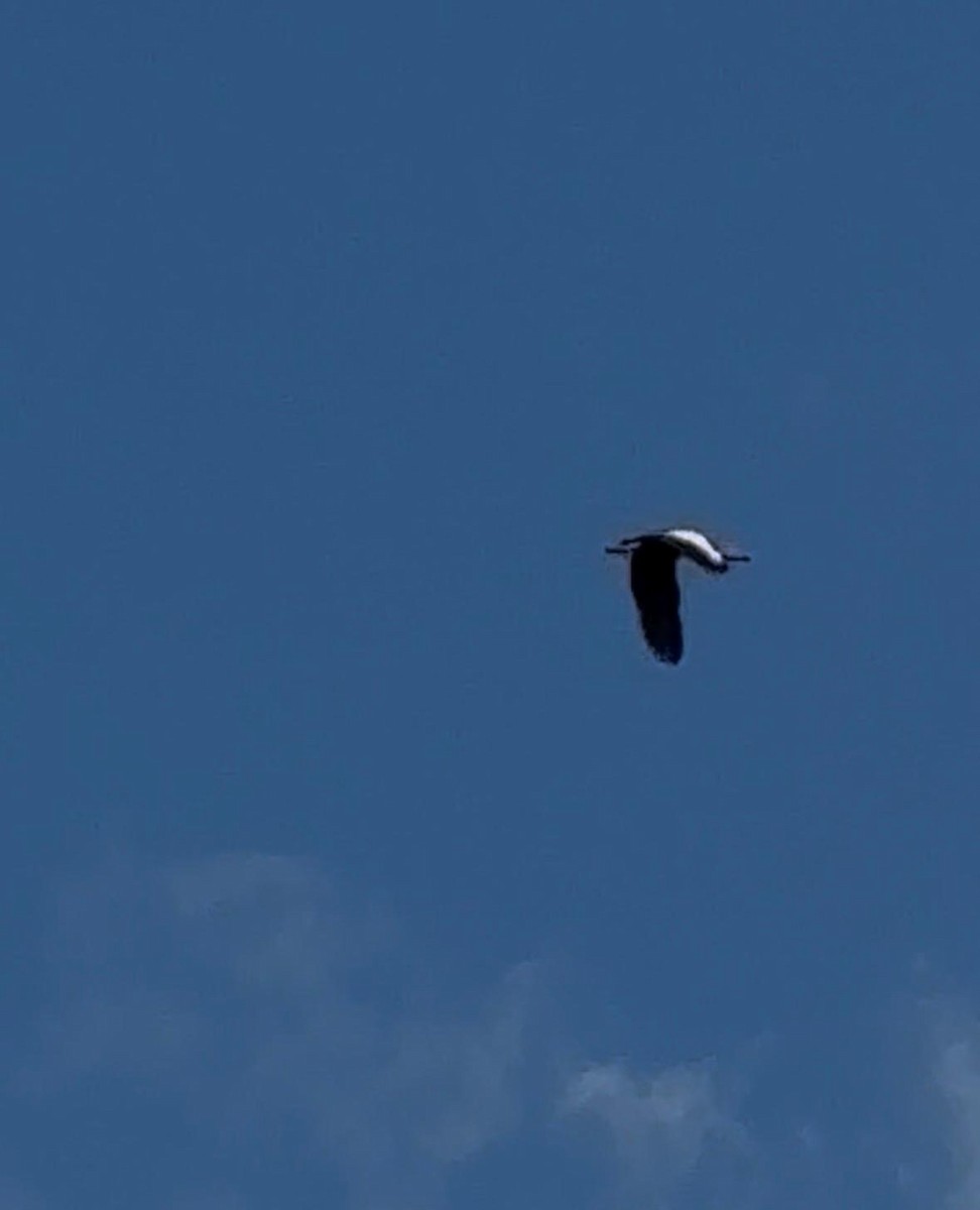 Black-bellied Whistling-Duck - ML643562528