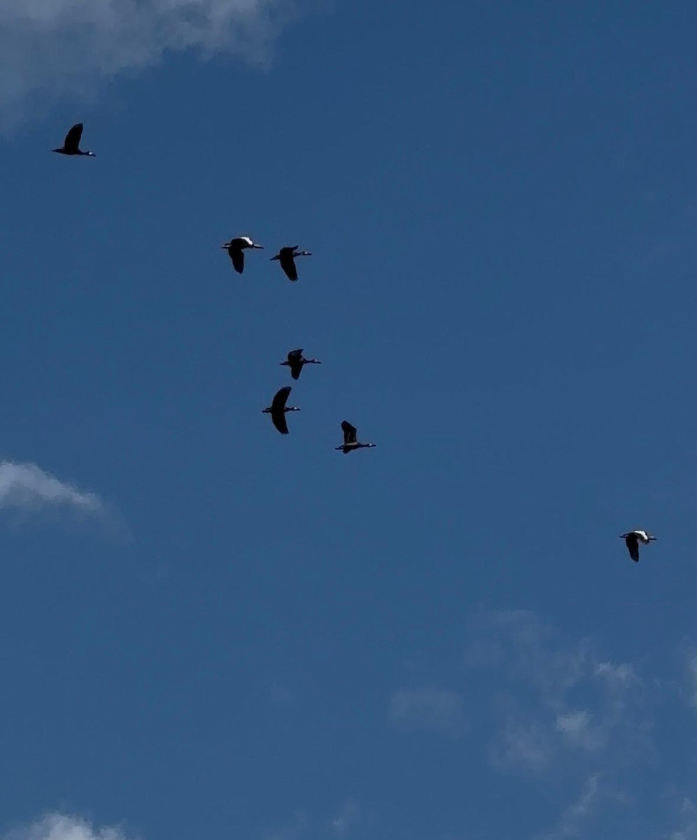 Black-bellied Whistling-Duck - ML643562537
