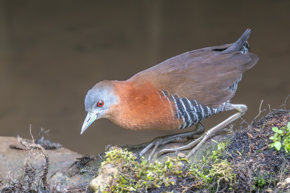 White-throated Crake - ML643562538