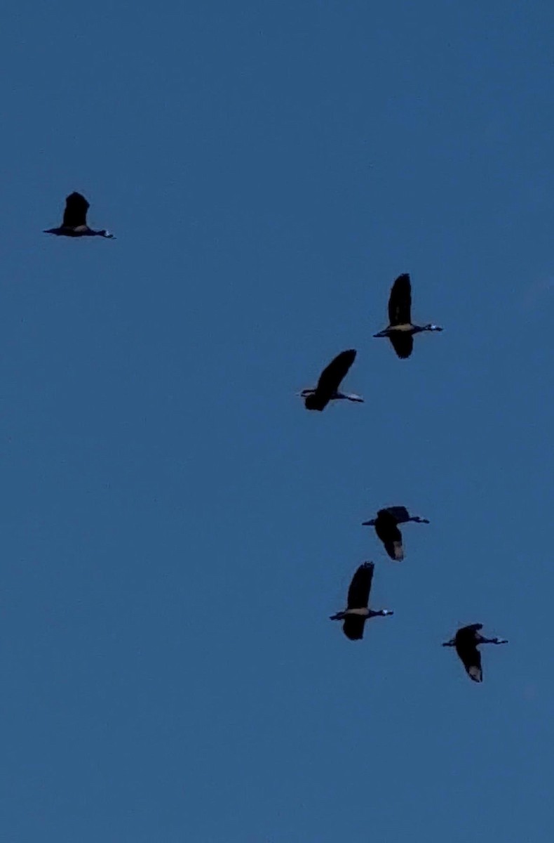 White-faced Whistling-Duck - ML643562545