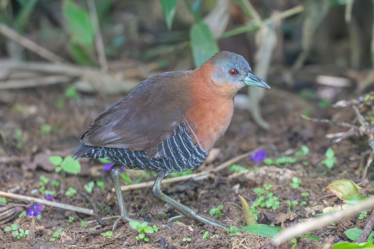 White-throated Crake - ML643562547