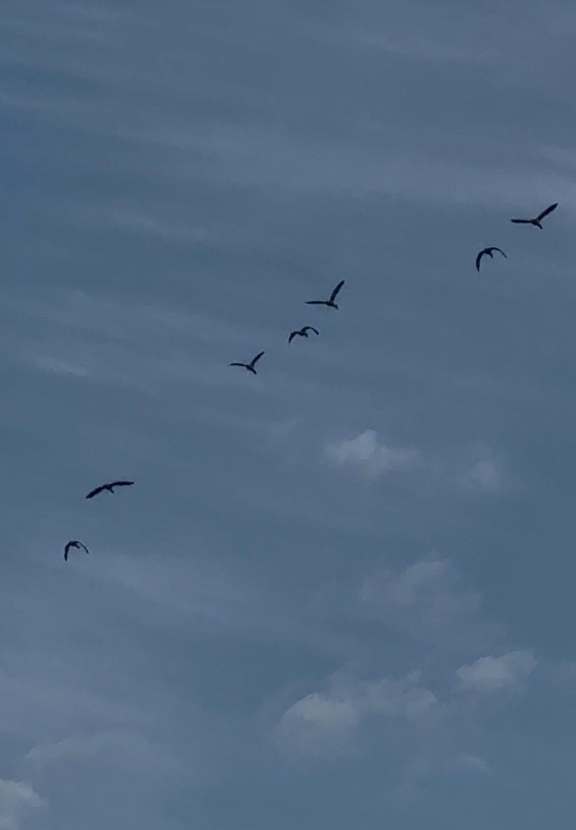 White-faced Whistling-Duck - ML643562559
