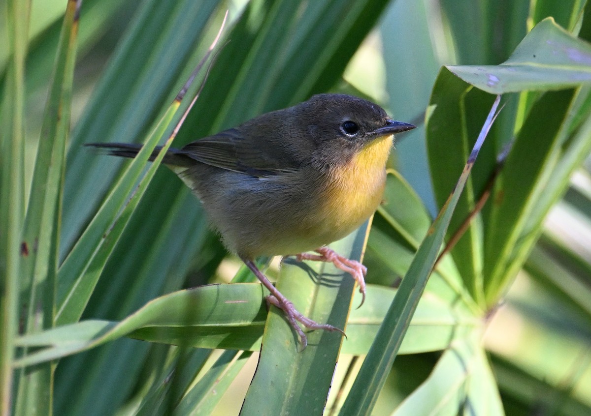 Common Yellowthroat - ML643562578