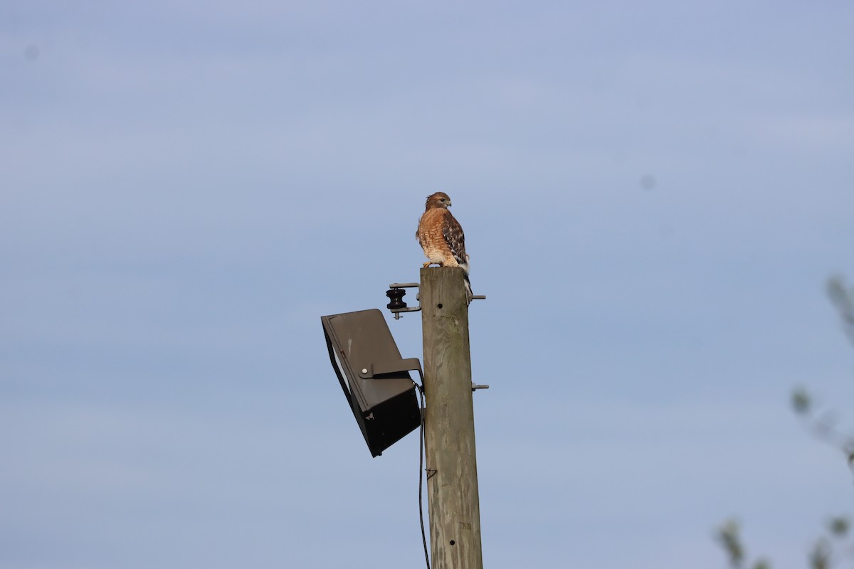 Red-shouldered Hawk - ML643562593