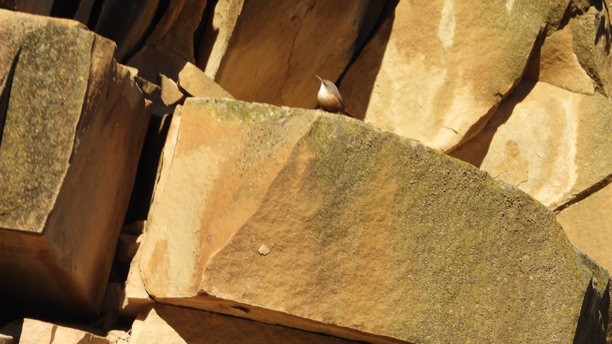 Canyon Wren - ML643562599