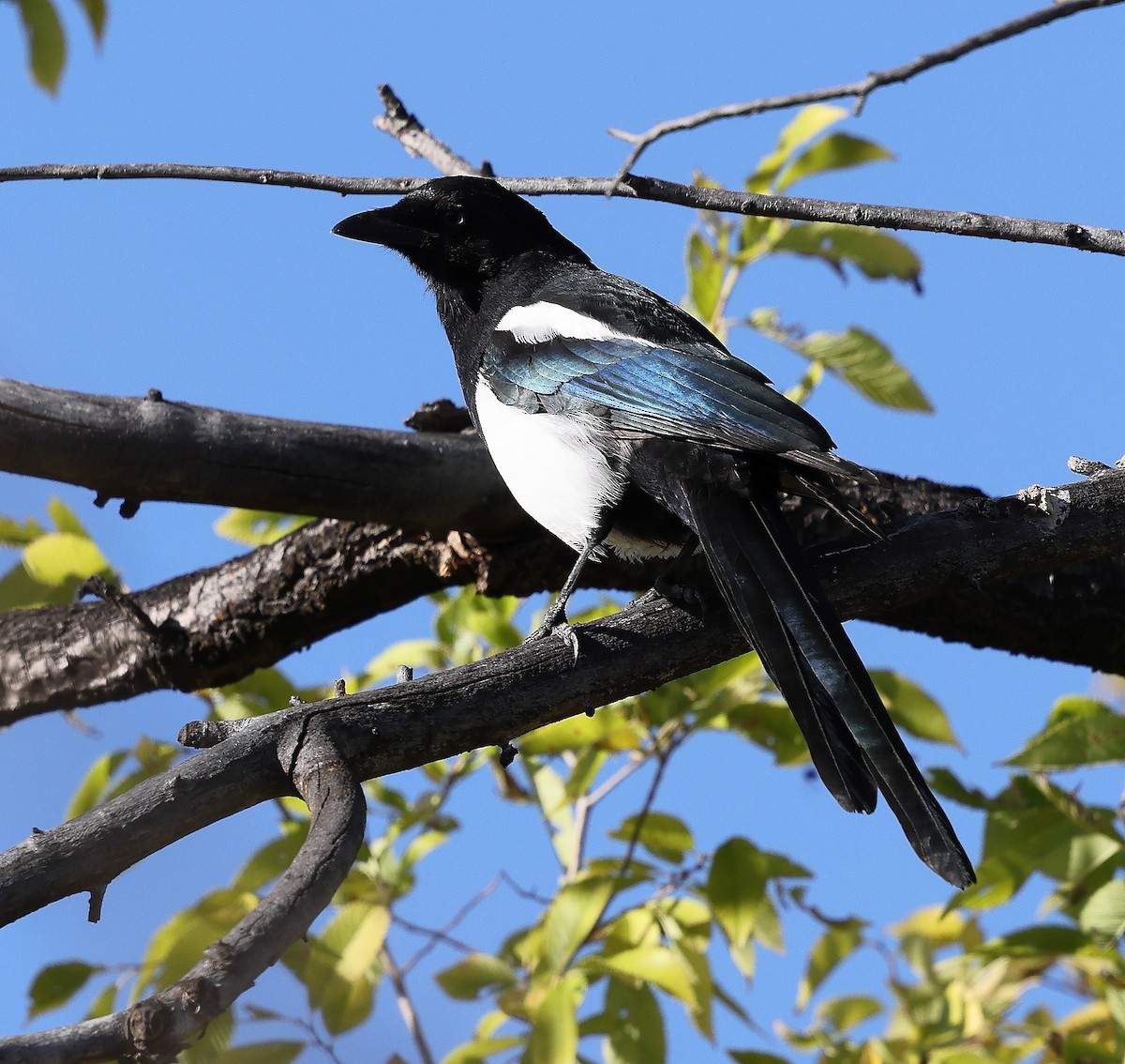Black-billed Magpie - ML643562604