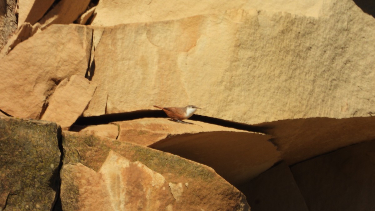 Canyon Wren - ML643562605