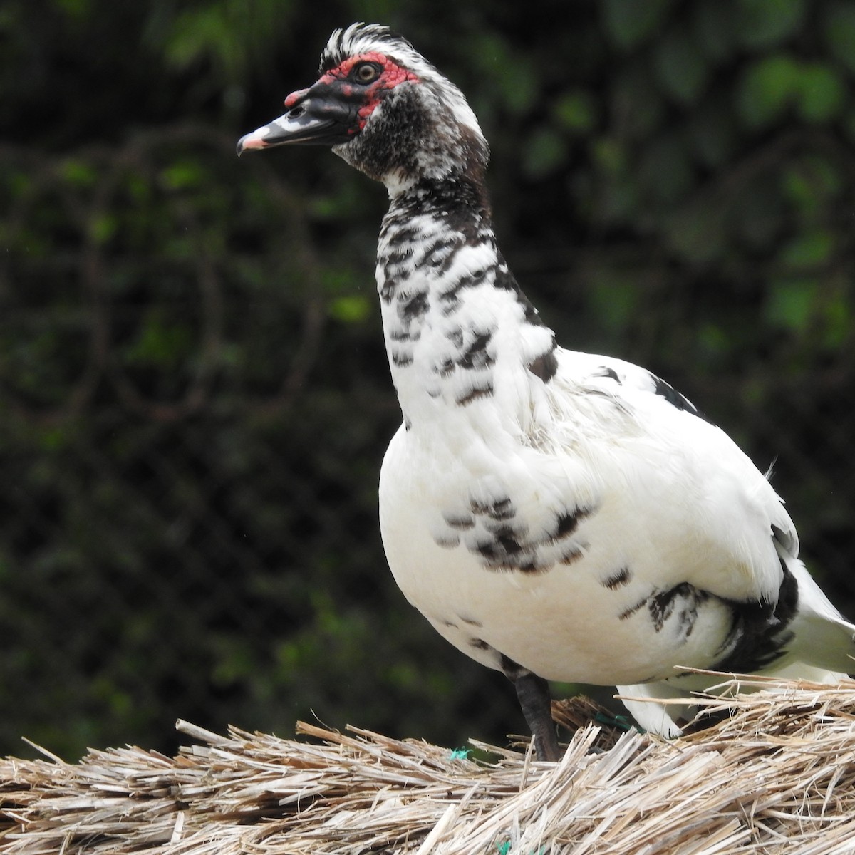 Moschusente (domestiziert) - ML643562610