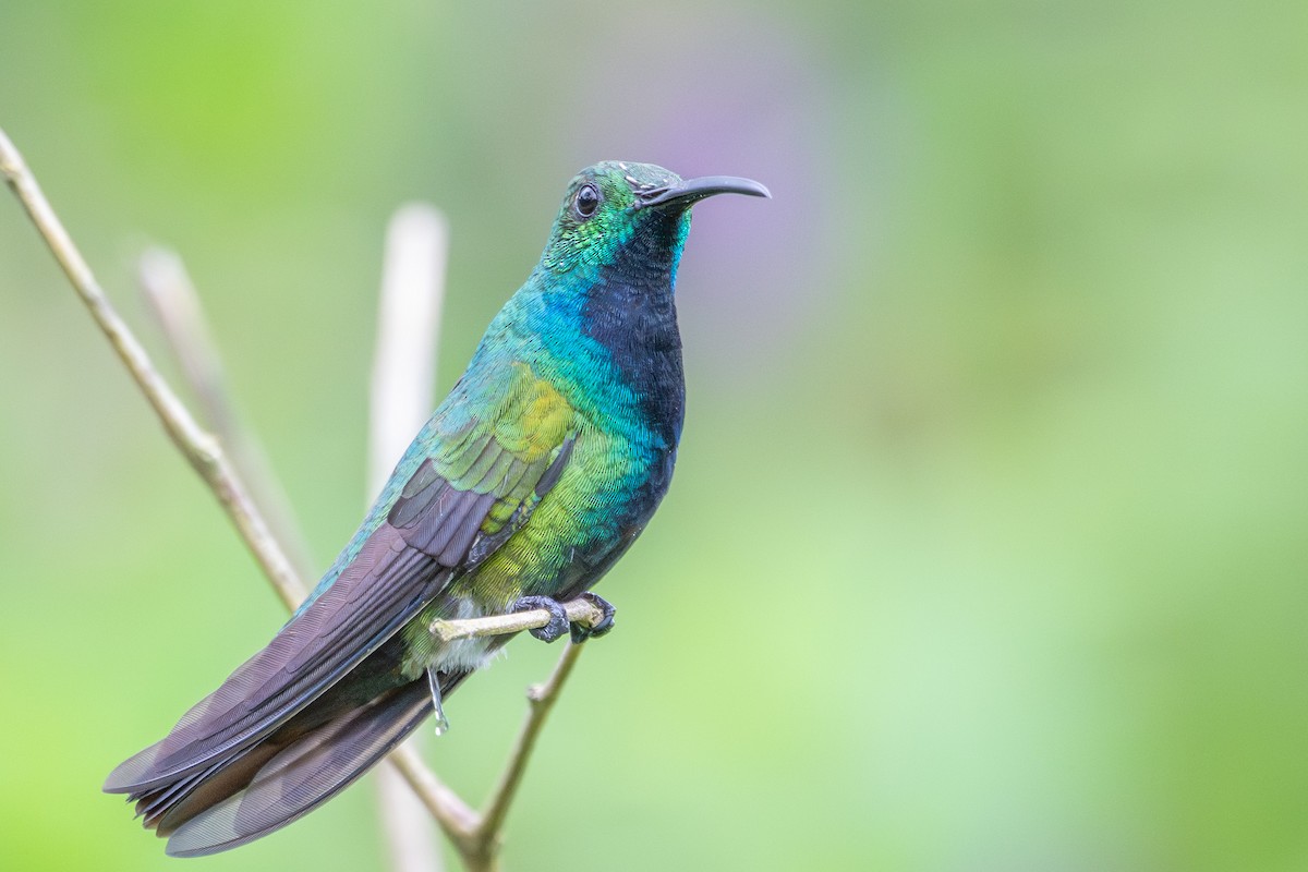 Green-breasted Mango - ML643562622