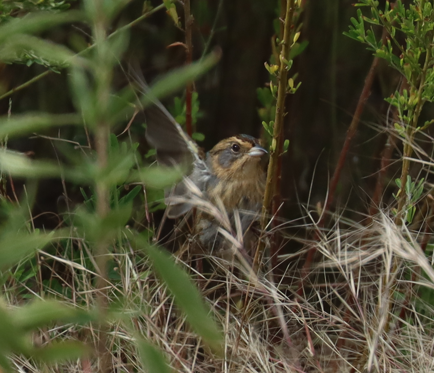 Nelson's Sparrow - ML643562627