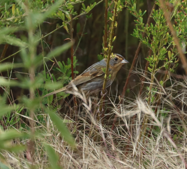 Nelson's Sparrow - ML643562628