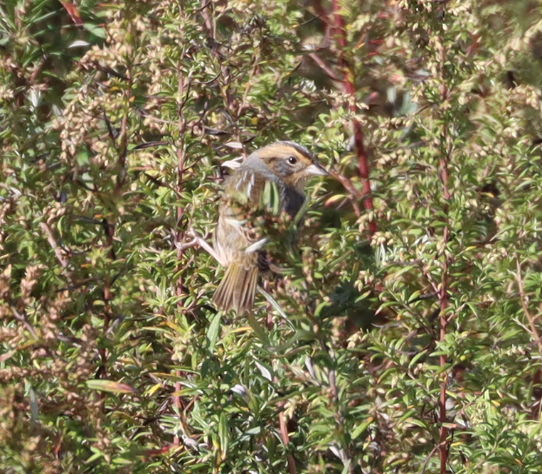 Nelson's Sparrow - ML643562629
