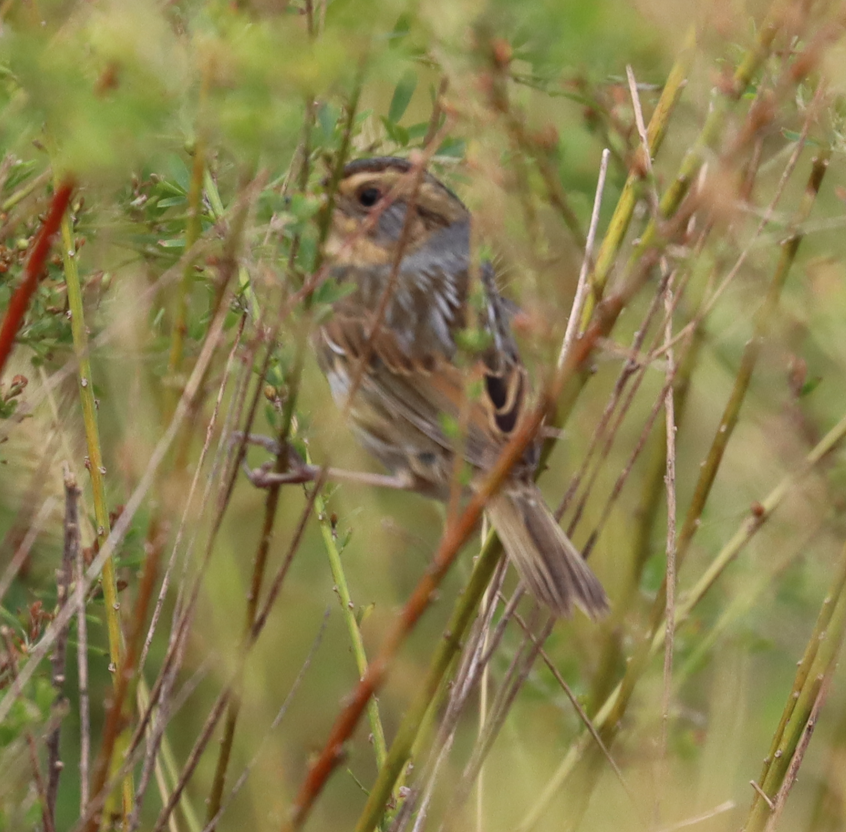 Nelson's Sparrow - ML643562630