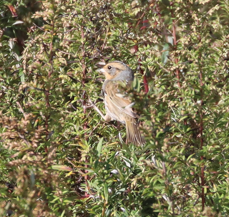 Nelson's Sparrow - ML643562631