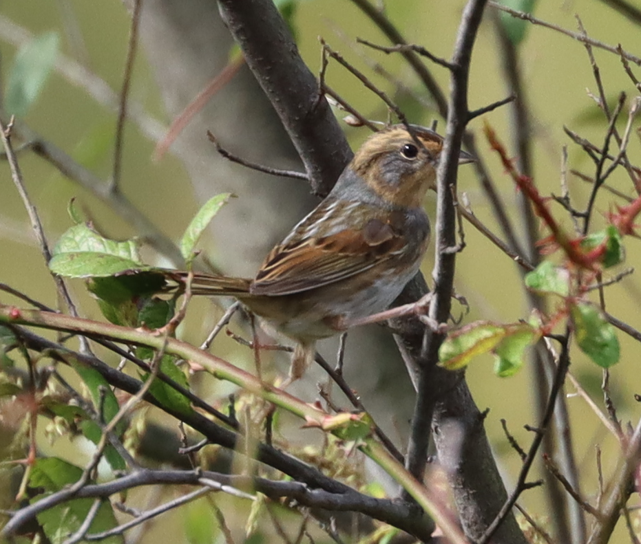 Nelson's Sparrow - ML643562632
