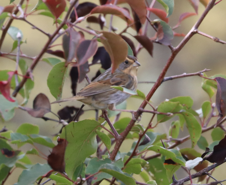 Nelson's Sparrow - ML643562633