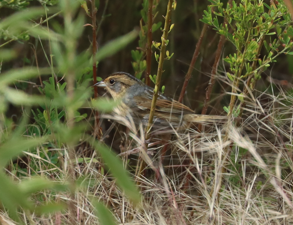 Nelson's Sparrow - ML643562634