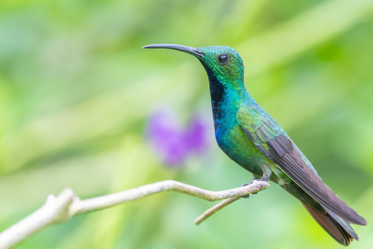 Green-breasted Mango - ML643562636