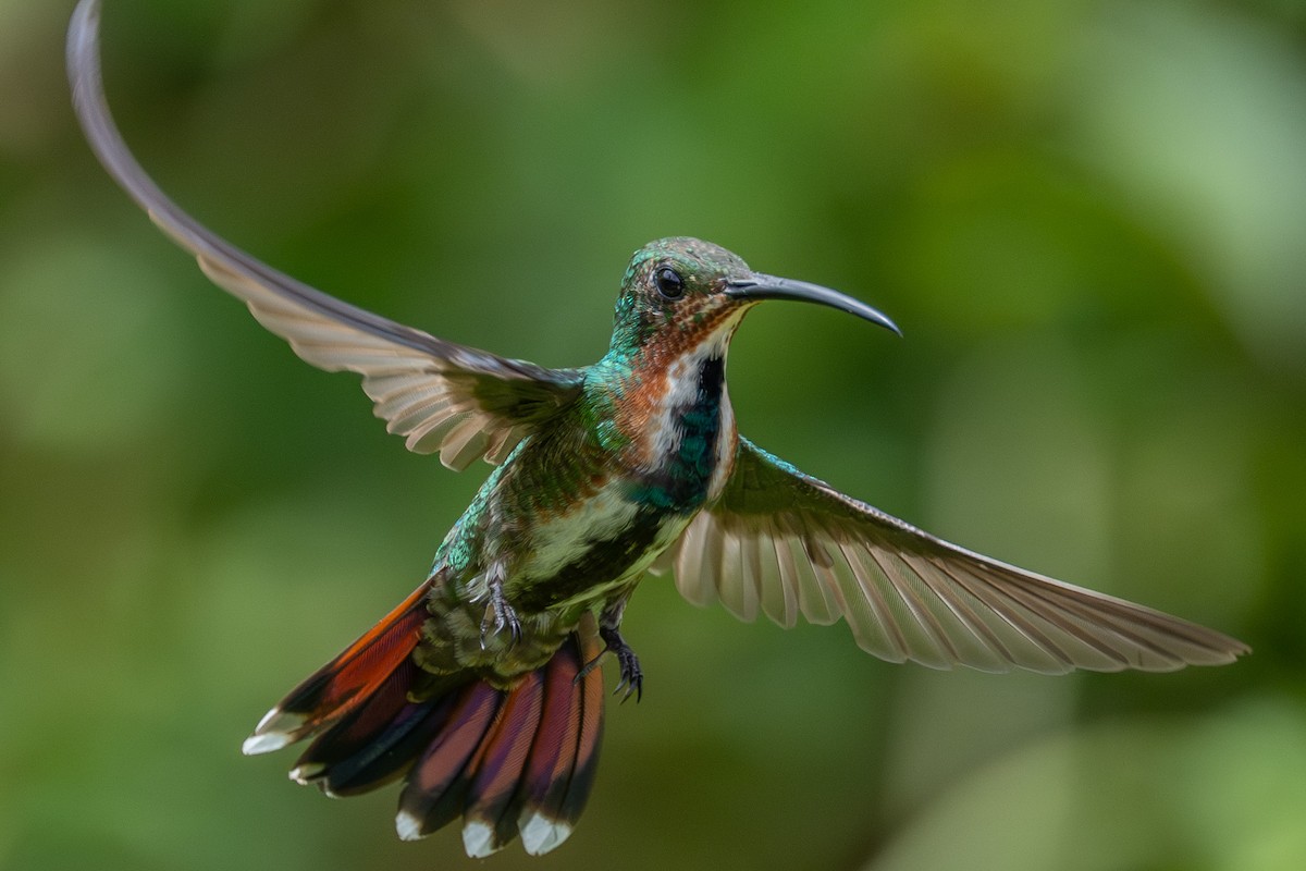 Green-breasted Mango - ML643562638