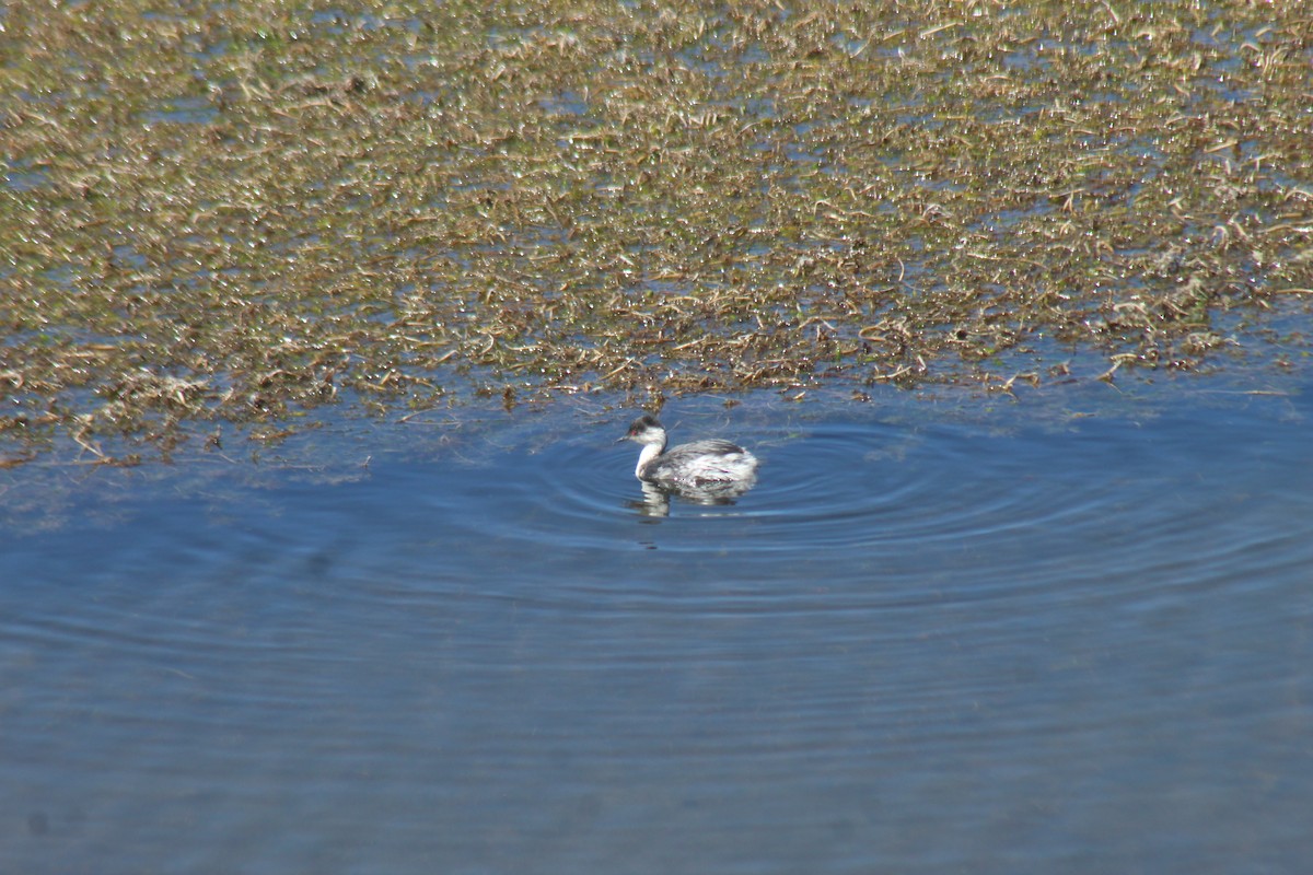Silvery Grebe - ML643562649