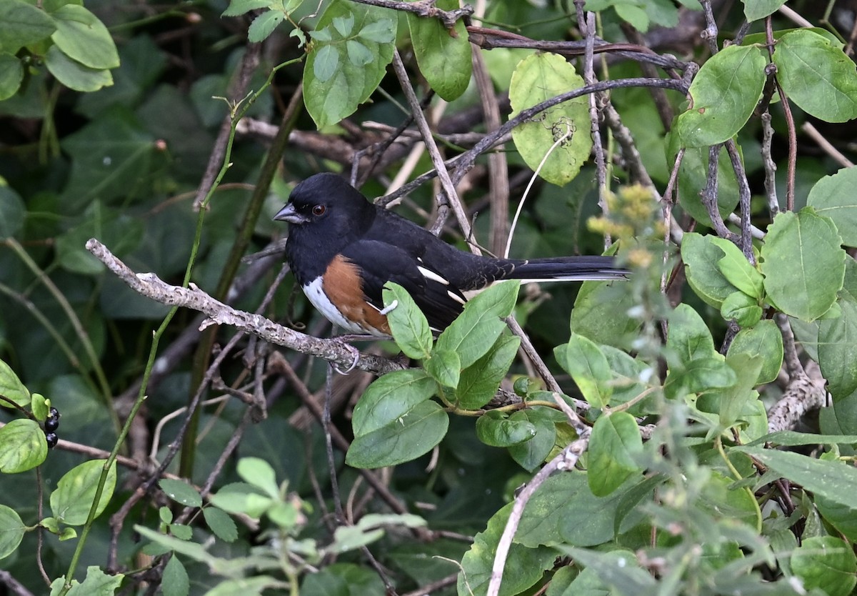 pipilo rudooký - ML643562669