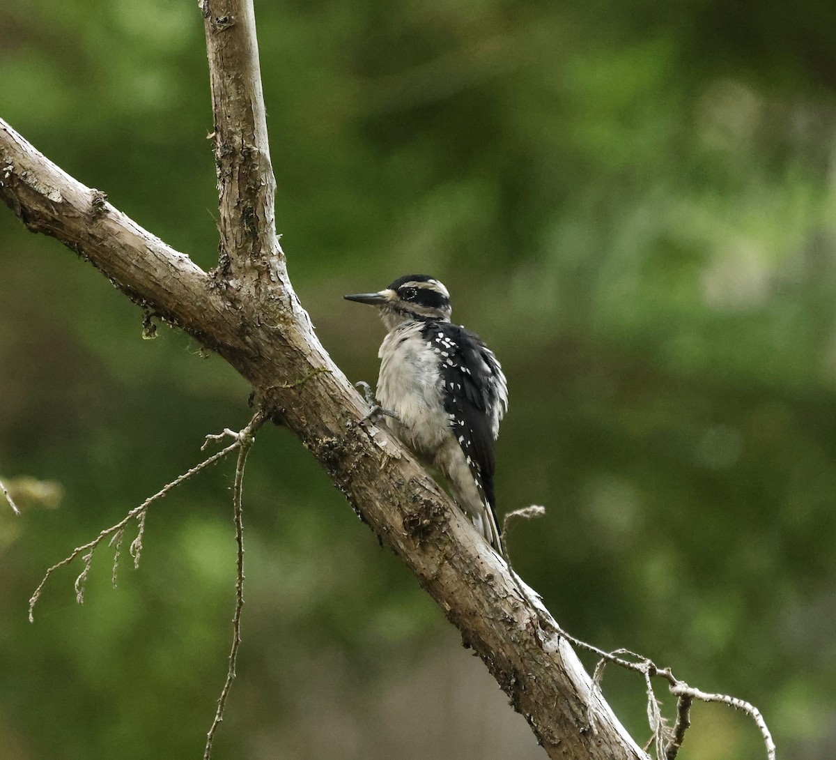 Hairy Woodpecker - ML643562678
