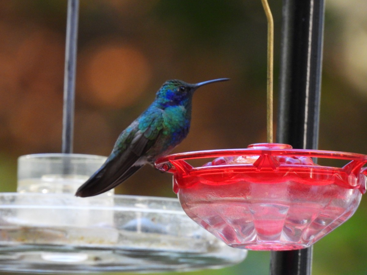 Mexican Violetear - ML643562697