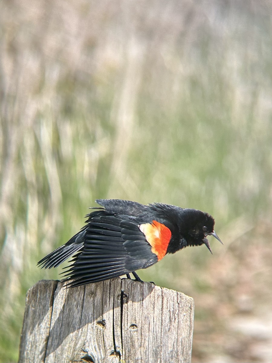 Red-winged Blackbird - ML643562701