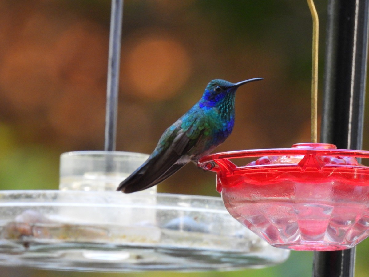 Mexican Violetear - ML643562707