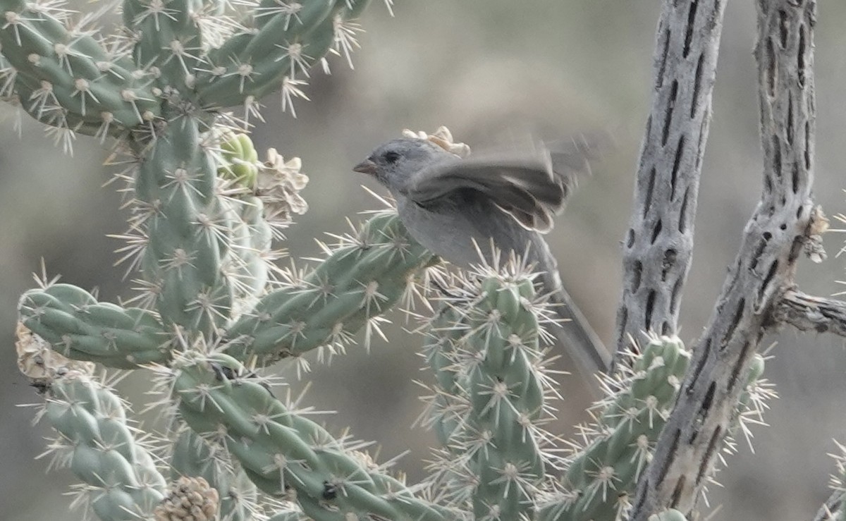 Black-chinned Sparrow - ML643562713