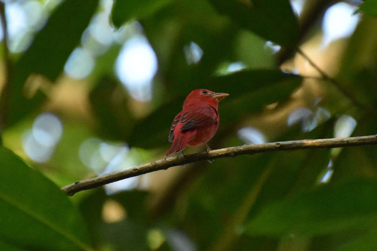 Summer Tanager - ML643562714