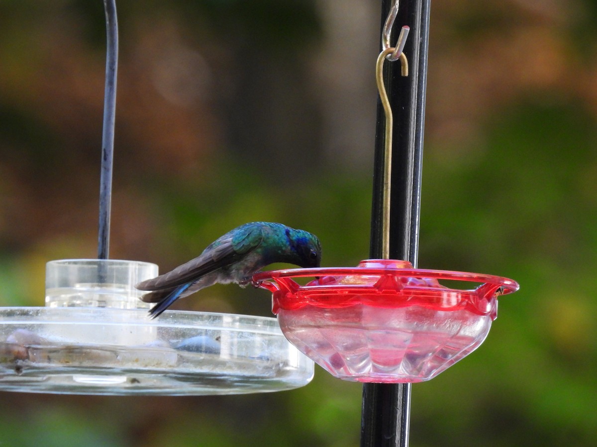 Mexican Violetear - ML643562716