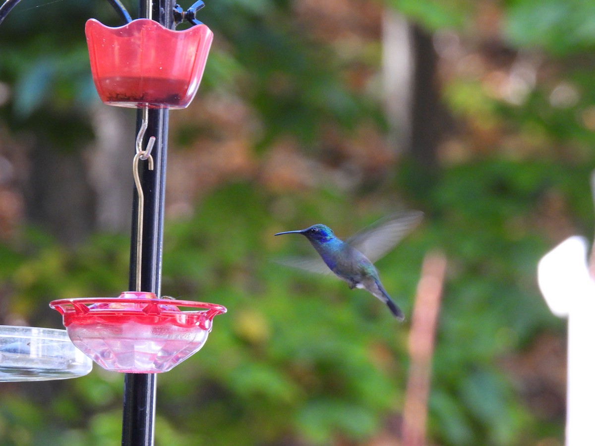 Mexican Violetear - ML643562722