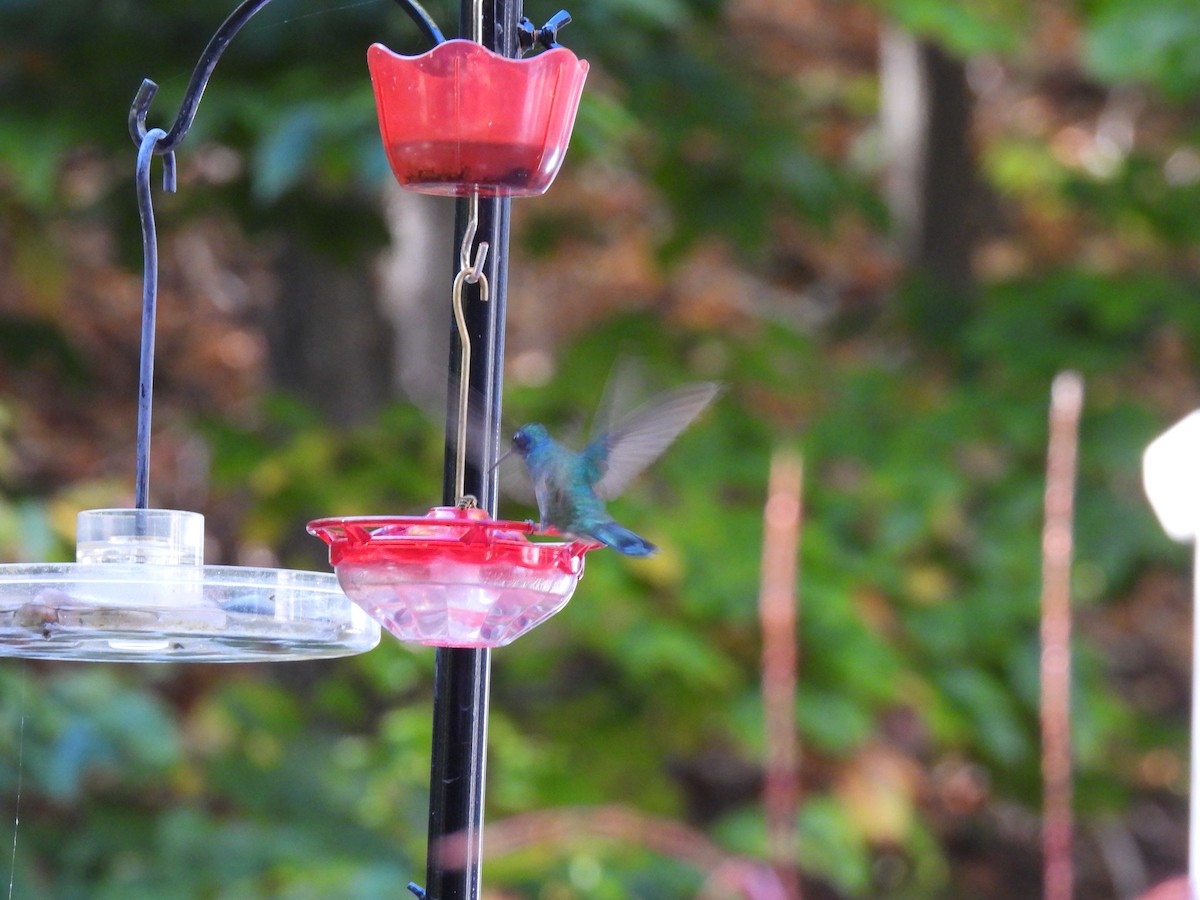 Mexican Violetear - ML643562728