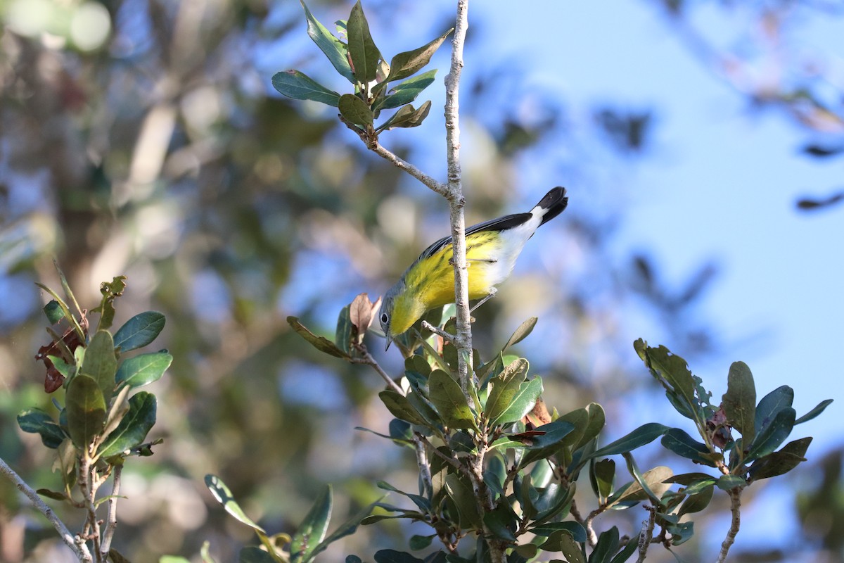 Paruline à tête cendrée - ML643562729