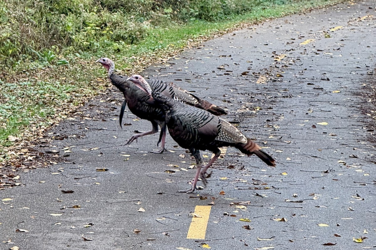 Guajolote Gallipavo - ML643562734