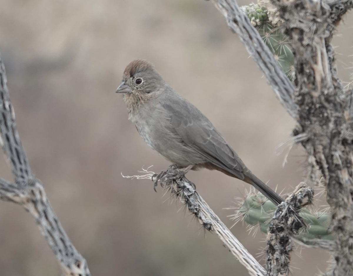 Canyon Towhee - ML643562737