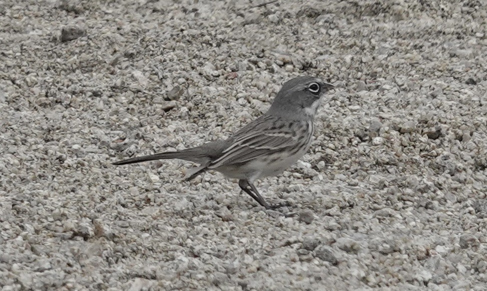 Sagebrush Sparrow - ML643562741